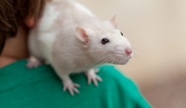 Как ухаживать за домашними крысами