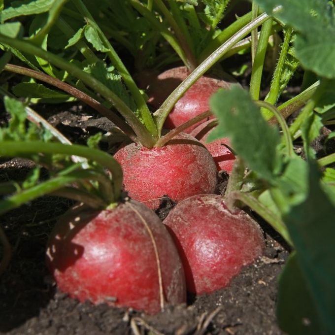 Is it possible to grow summer radishes