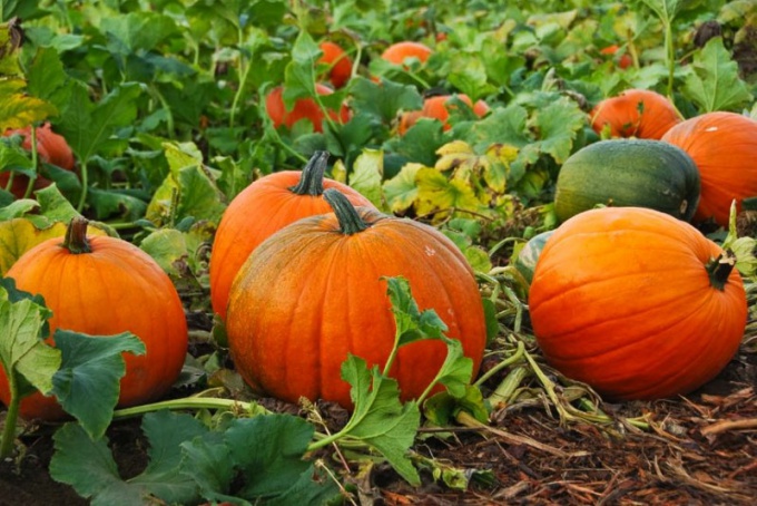 How to germinate pumpkin seeds