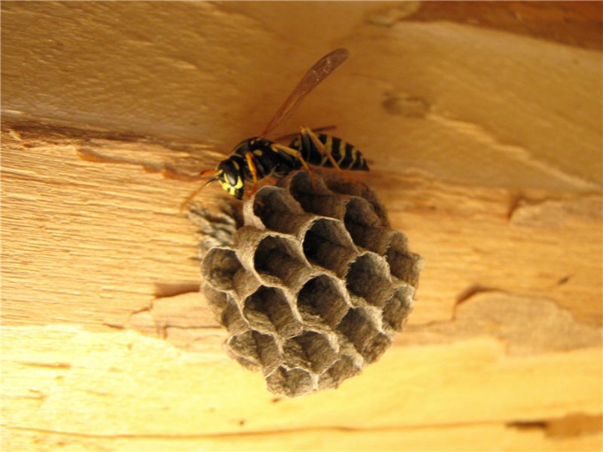 How to get rid of wasps and remove wasp nest