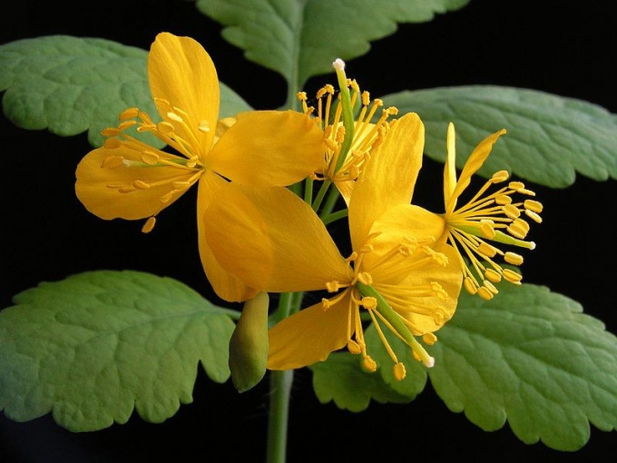 Celandine is used in the treatment of cancer