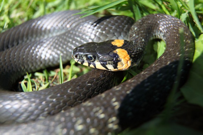Змея серая с черной головой фото