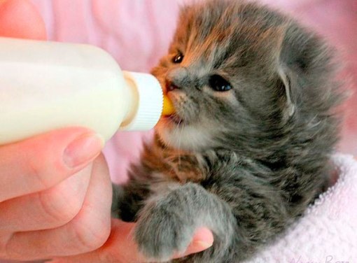 What to feed newborn kittens