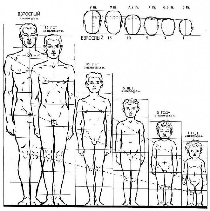 Сколько раз голова помещается в теле рисунок