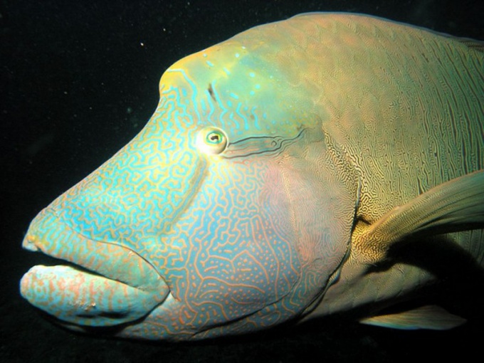 The wrasses are fish-hermaphroditic