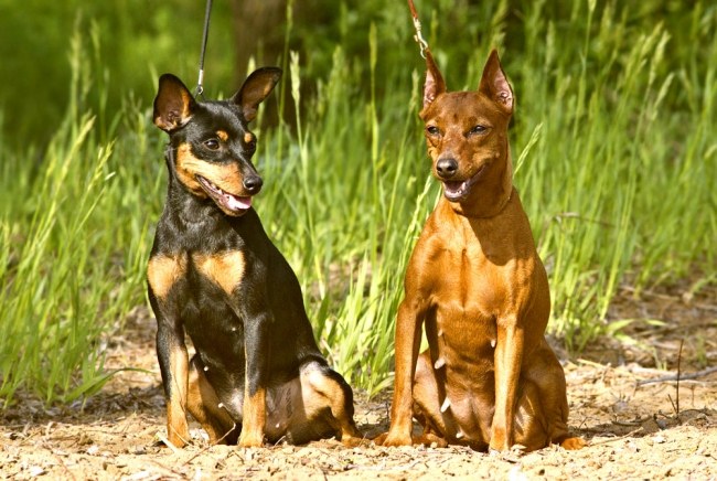 Dwarf or miniature, Pinscher (miniature Pinscher)