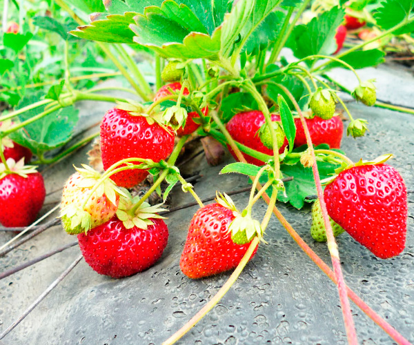 Proper irrigation of strawberries