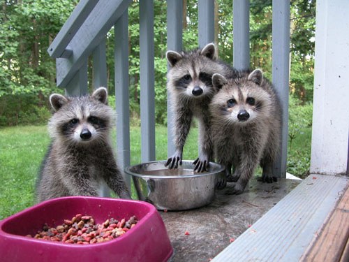 Is it possible to keep the raccoon at home