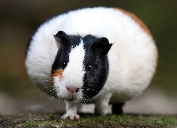 How long is pregnancy in the Guinea pig