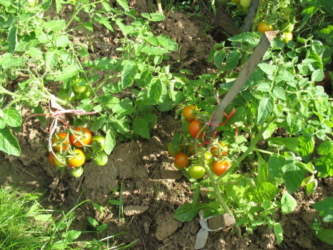 Болезни рассады томатов описание с фотографиями и способы лечения в теплице