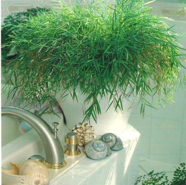 Растения для ванной комнаты с окном