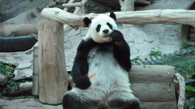 Панда обедает