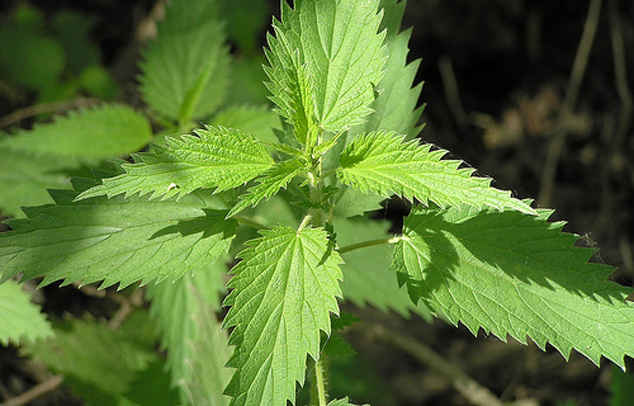 how to strengthen hair with nettle