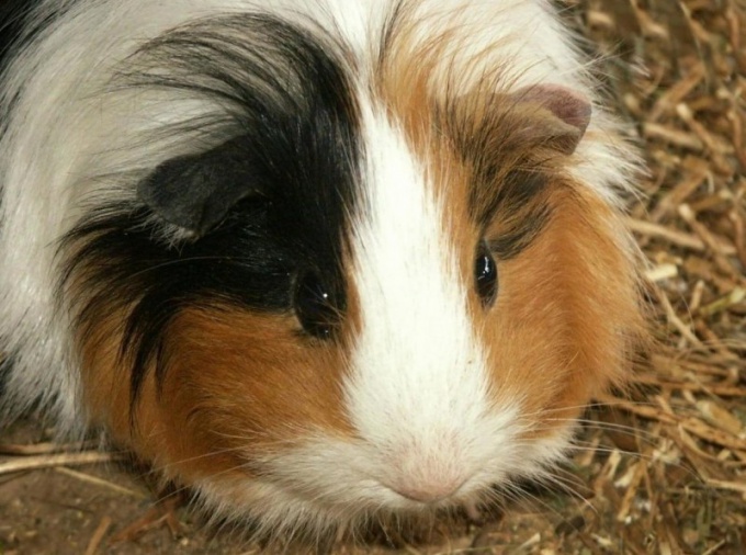 Guinea pig: how it looks