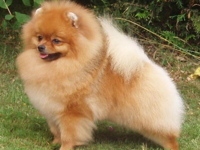 Decorative Spitz is like a little Teddy bear