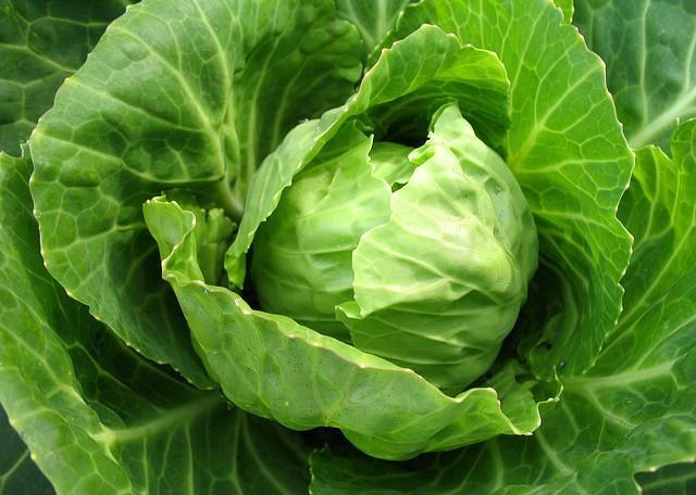 All about cabbage: how to care