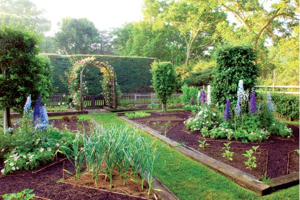 How to place in the garden: planting vegetables, shrubs and trees