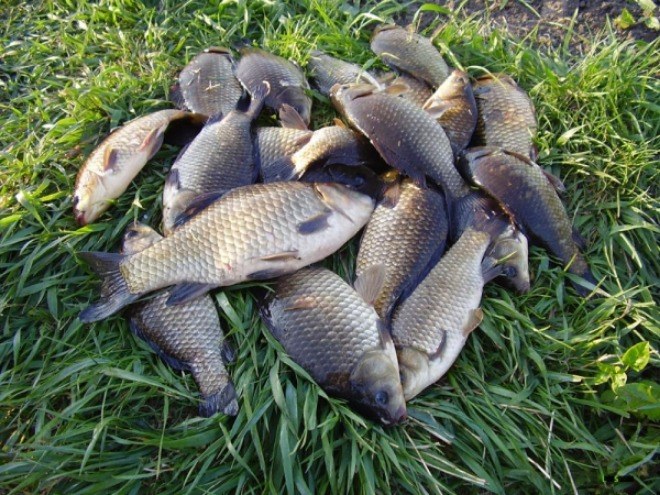 What hooks are used for catching carp