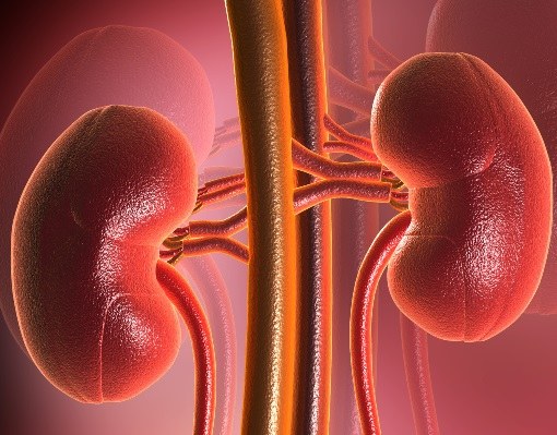 What tests to take to check the kidneys