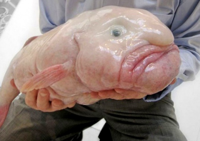 Рыба-капля - одна из самых необычных рыб в мире
