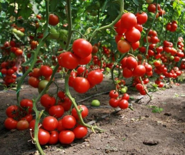 Tomatoes