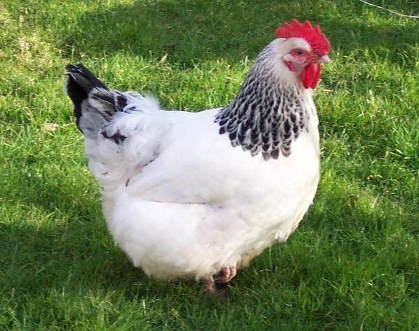 Курица несушка породы юбилейная