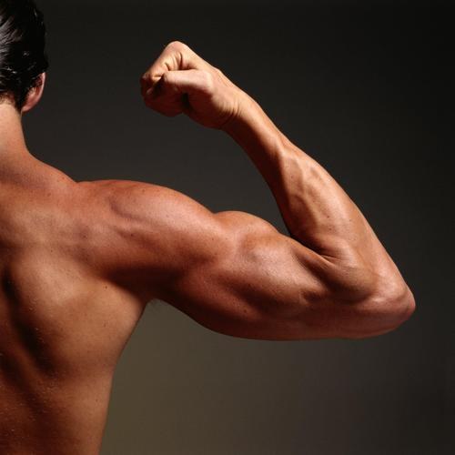 Какие мышцы у человека сильнее всего