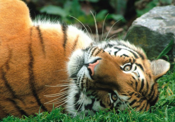 Амурские тигры нуждаются в охране