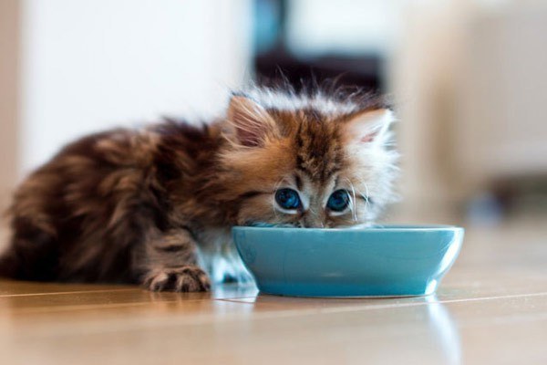 What food is best to feed a kitten