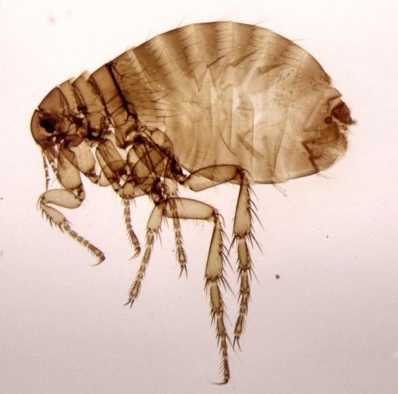 Look like flea bites on humans 