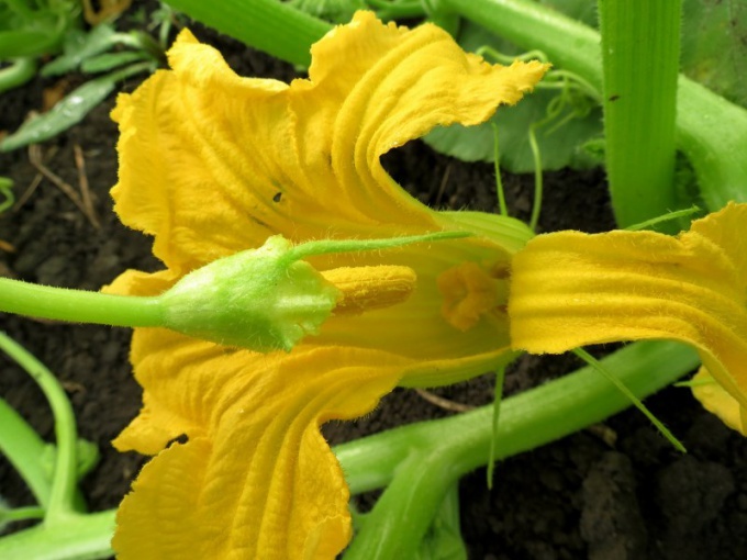 Pollination of the female flower