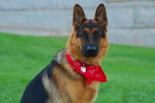 How are the puppies of German shepherd 