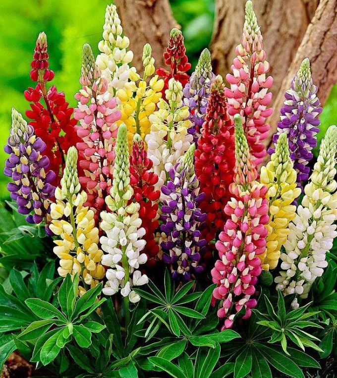How to propagate the multi-colored lupins