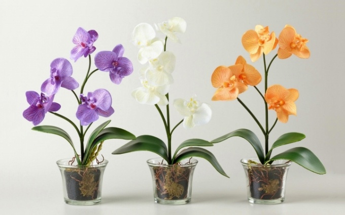 Можно ли поливать орхидею водой из-под крана