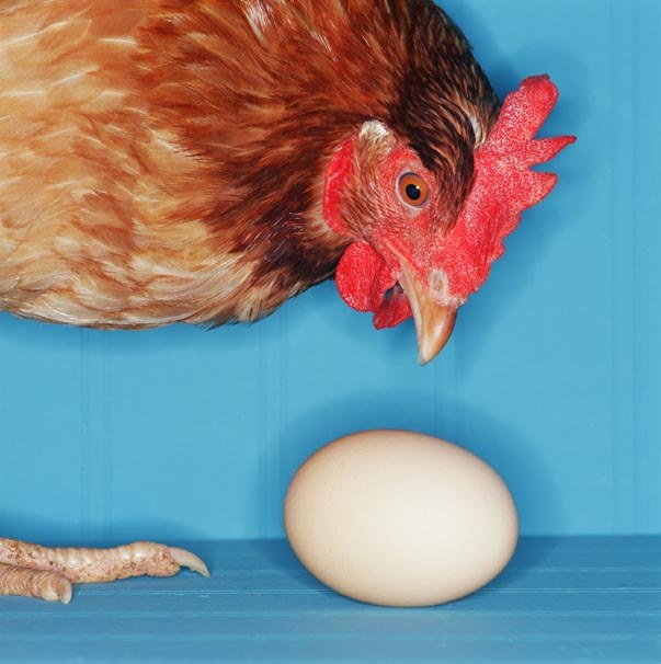 How to increase egg production of hens