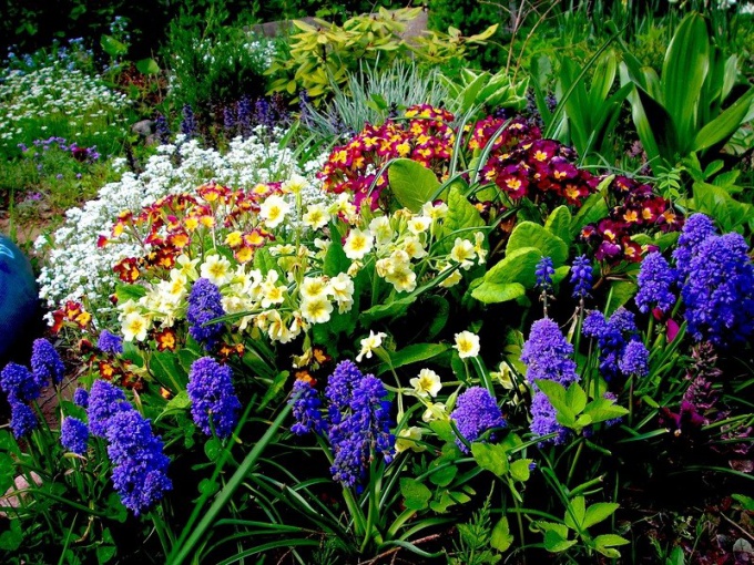 Perennial flowers