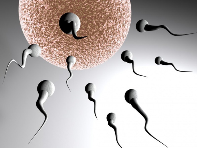How does a healthy sperm