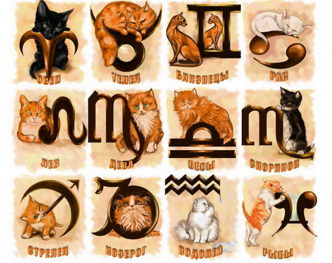 Каким знакам Зодиака подходят кошки
