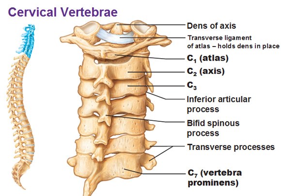 Cervical spine