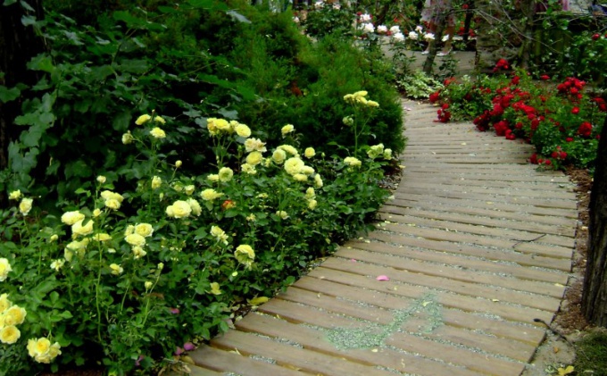 Rose floribunda along the track