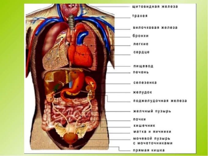 diagram location of internal human organs