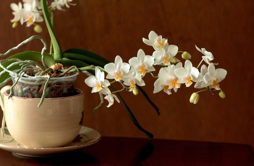 Как выглядят корни у орхидеи
