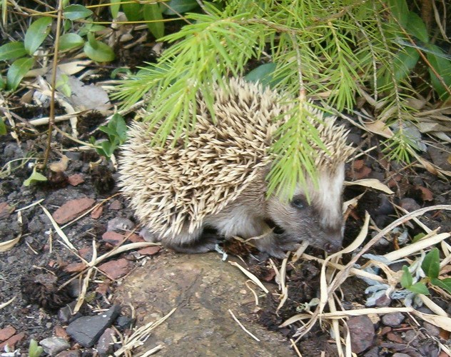 As hedgehogs give birth