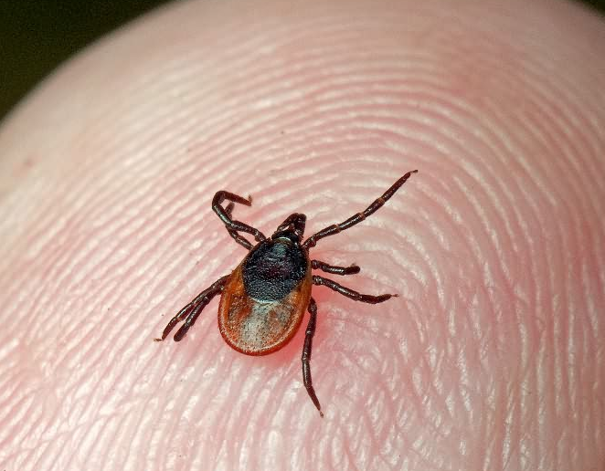 A tick on your finger