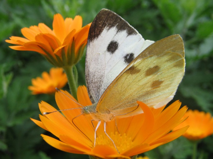 How to get rid of butterflies-cabbage white