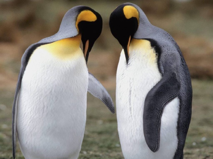Где обитают пингвины