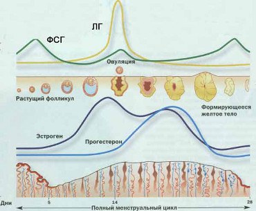 The formation of the corpus luteum in the menstrual cycle