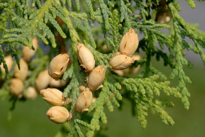 Arborvitae seeds from which to grow this plant at home