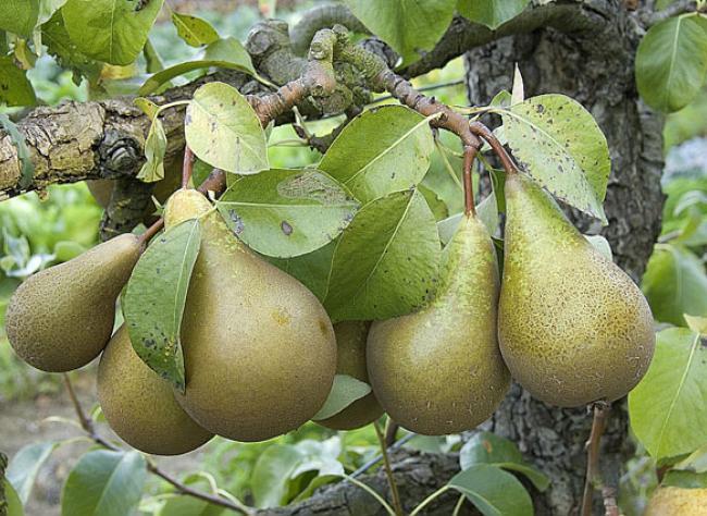 Как проредить яблони и груши