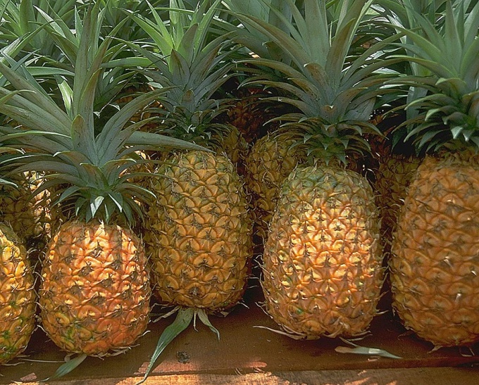 Как вырастить ананас из купленного в магазине плода